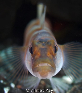 Angry fish...
Canon 600 D + 60 mm macro + 2 2xYS-D1
f:5... by Ahmet Yay 
